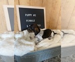 Small Photo #6 Chiweenie Puppy For Sale in CONCORDIA, MO, USA