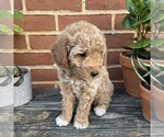 Small #2 Goldendoodle (Miniature)