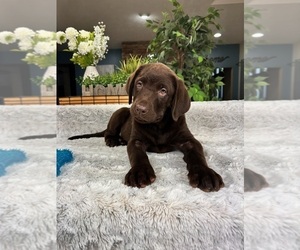 Labrador Retriever Puppy for sale in GREENFIELD, IN, USA