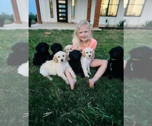 Goldendoodle Puppy for Sale in BRIDGEPORT, Texas USA