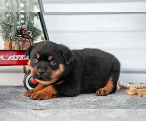 Medium Rottweiler