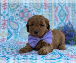 Goldendoodle Puppy for sale in LANCASTER, PA, USA