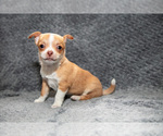 Small #2 Chihuahua