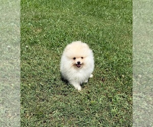 Pomeranian Puppy for sale in DAWSONVILLE, GA, USA