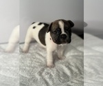 Puppy 2 French Bulldog