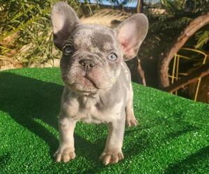French Bulldog Puppy for Sale in N LAS VEGAS, Nevada USA