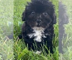 Small Photo #2 Lhasa-Poo Puppy For Sale in CANOGA, NY, USA