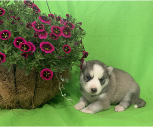 Siberian Husky Puppy for sale in DEARBORN, MO, USA