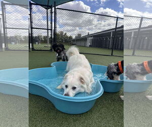 Chihuahua-Chow Chow Mix Dogs for adoption in Houston, TX, USA