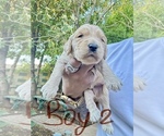 Puppy Boy 2 Goldendoodle