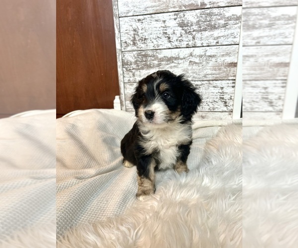 Medium Photo #2 Aussiedoodle Puppy For Sale in FREMONT, MI, USA