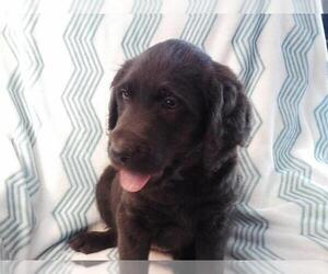 Labradoodle Puppy for sale in VAN ETTEN, NY, USA
