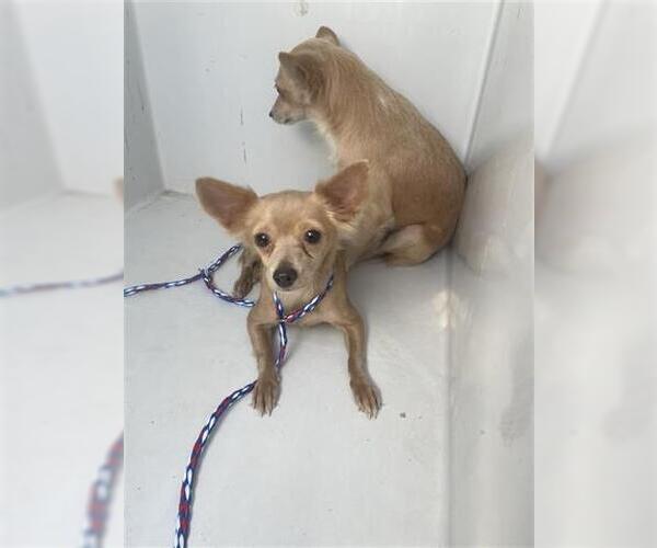 Medium Photo #1 Chihuahua Puppy For Sale in Houston, TX, USA