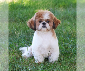 Father of the Shih Tzu puppies born on 05/24/2025