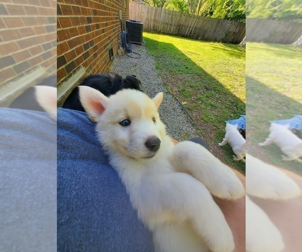 Medium Photo #2 Border Collie-Siberian Husky Mix Puppy For Sale in GOOSE CREEK, SC, USA
