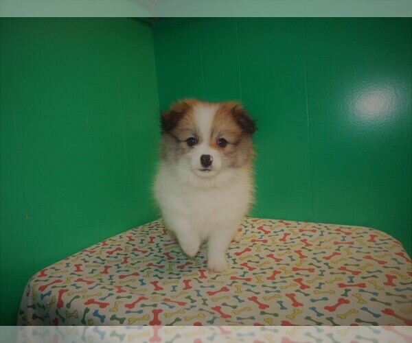 Medium Photo #1 Pomeranian Puppy For Sale in PATERSON, NJ, USA