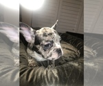 Small Photo #3 French Bulldog Puppy For Sale in CITRUS HEIGHTS, CA, USA