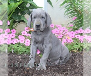 Great Dane Puppy for sale in BROGUE, PA, USA