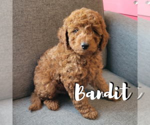Goldendoodle (Miniature) Puppy for sale in SOUTH JORDAN, UT, USA