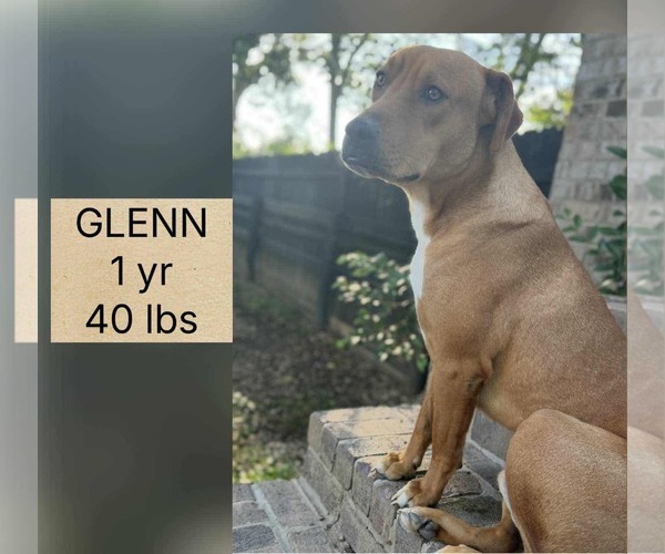 Medium Photo #1 Mutt Puppy For Sale in Woodbury, NY, USA