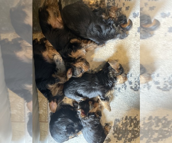 Medium Photo #3 Yorkshire Terrier Puppy For Sale in LAKE CHARLES, LA, USA