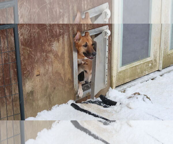 Medium Photo #41 Black Mouth Cur-Unknown Mix Puppy For Sale in Sebec, ME, USA