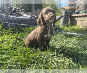 Dalmadoodle Puppy for sale in ONTARIO, CA, USA