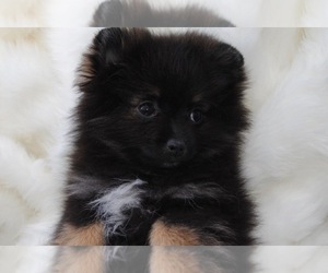 Pomeranian Puppy for Sale in HGHLNDS RANCH, Colorado USA