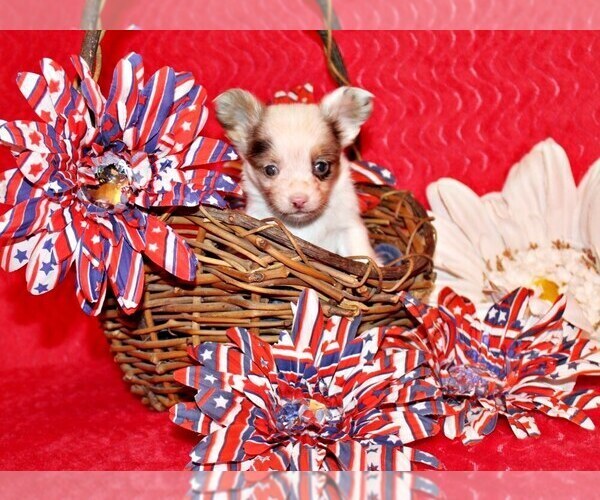 Medium Photo #2 Chihuahua Puppy For Sale in CHARLESTON, AR, USA