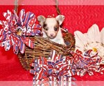 Small #1 Chihuahua
