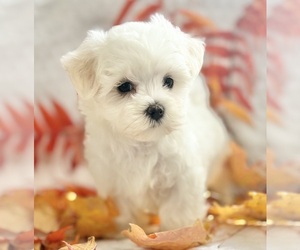 Maltese Puppy for sale in ROCK STREAM, NY, USA