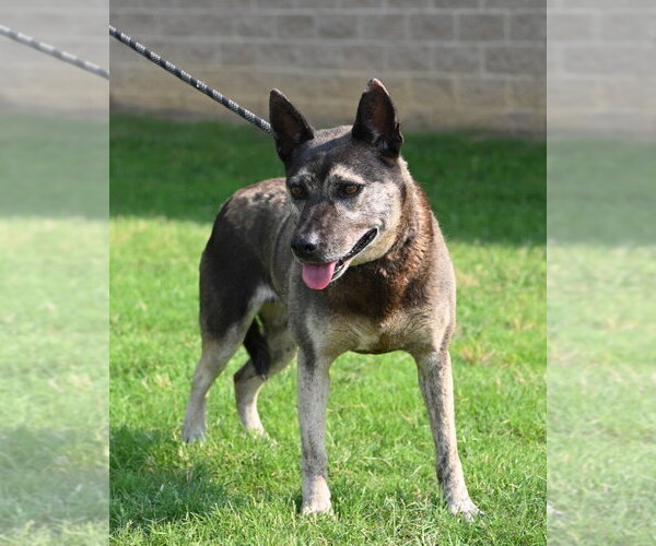 Medium Photo #3 Mutt Puppy For Sale in Glen Allen, VA, USA