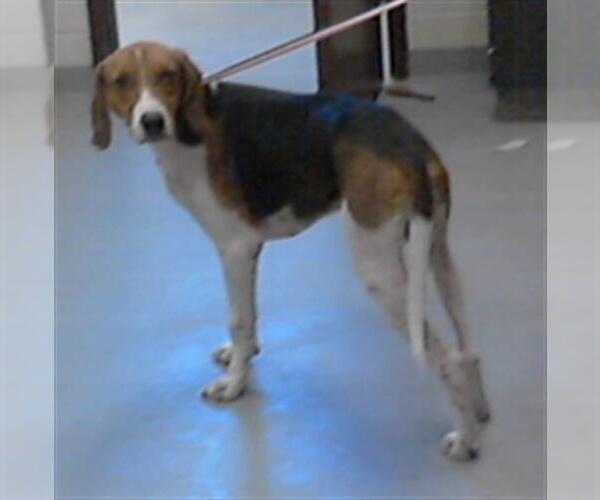 Medium Photo #1 Treeing Walker Coonhound Puppy For Sale in Fayetteville, NC, USA