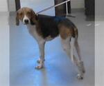 Small Treeing Walker Coonhound