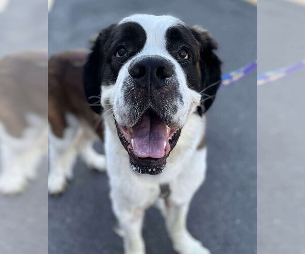 Medium Photo #1 Saint Bernard Puppy For Sale in Matawan, NJ, USA