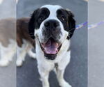 Bernie - Male Saint Bernard Dog for Adoption - Small photo