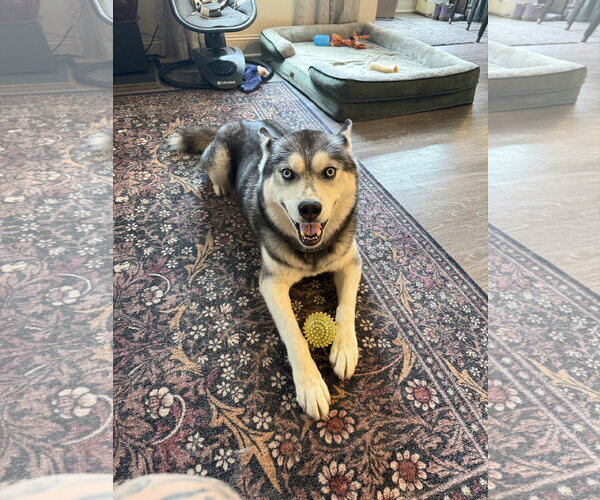 Medium Photo #8 Siberian Husky Puppy For Sale in Cumming, GA, USA