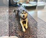 Small #7 Siberian Husky
