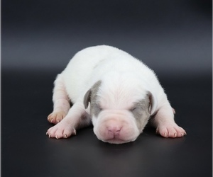American Bully Puppy for sale in CHAMPAIGN, IL, USA