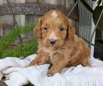 Small Photo #65 Cavapoo Puppy For Sale in GOSHEN, IN, USA