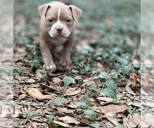 American Bully Puppy for sale in ZEPHYRHILLS, FL, USA
