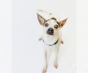 Chihuahua Dogs for adoption in York, SC, USA