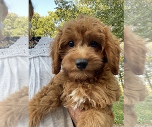 Cavapoo Puppy for sale in HARRISON, AR, USA