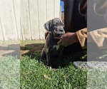 Puppy Florinda Cane Corso