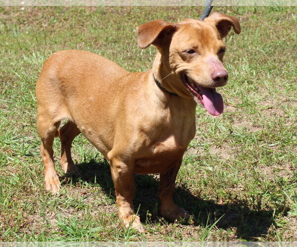 Medium Photo #4 Dachshund-Unknown Mix Puppy For Sale in Prattville, AL, USA