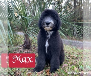 Sheepadoodle Puppy for sale in CENTURY, FL, USA