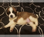 Small #1 Saint Bernard