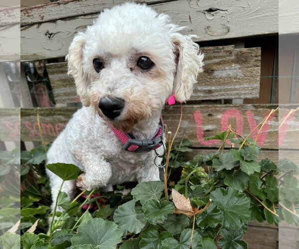 Medium Photo #2 Bichon Frise Puppy For Sale in Sioux Falls, SD, USA