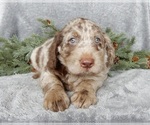 Small #4 Labradoodle