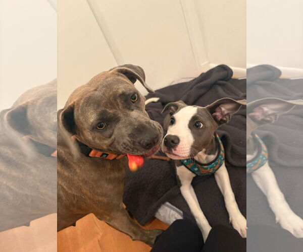 Medium Photo #7 American Pit Bull Terrier-Unknown Mix Puppy For Sale in Derwood, MD, USA